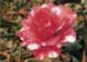 Flower Gardening